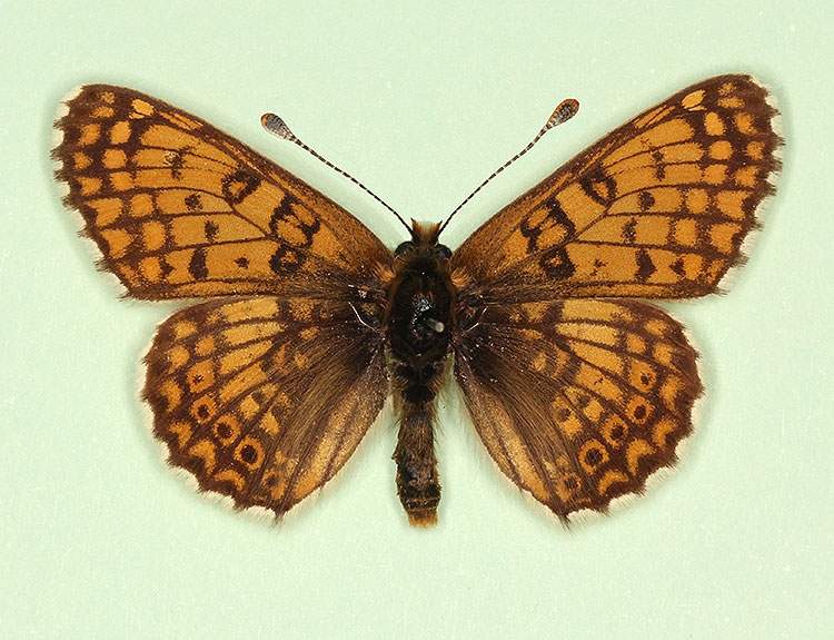 Melitaea cinxia male (aberrant form gracilens) (Internet Image property of respective owner, non-commercial use only)